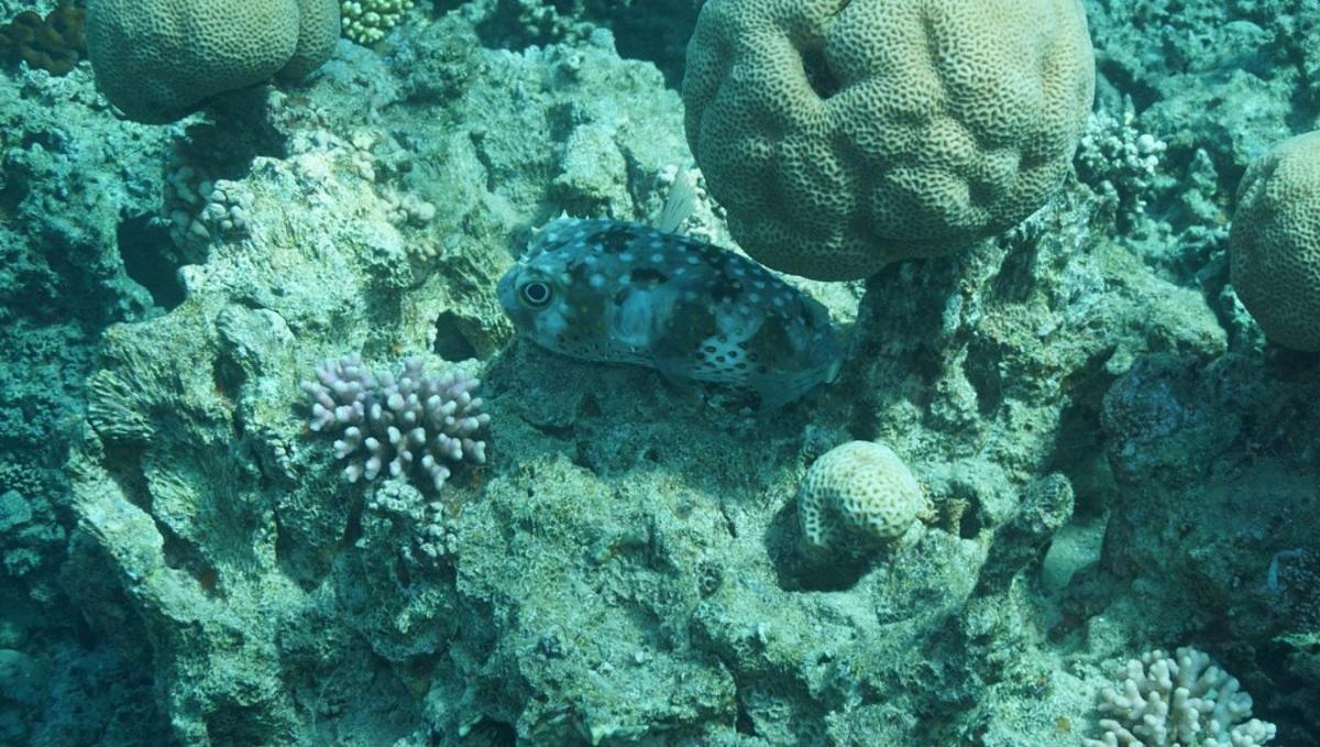 Bait Alaqaba Dive Center & Resort מראה חיצוני תמונה