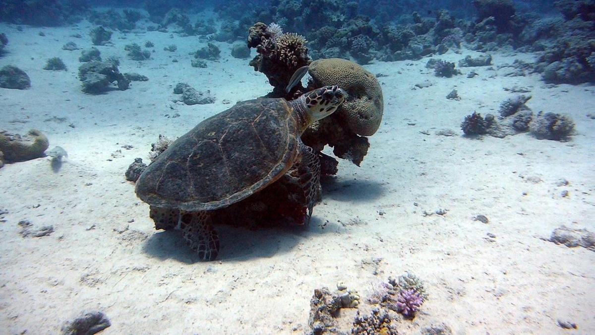 Bait Alaqaba Dive Center & Resort מראה חיצוני תמונה