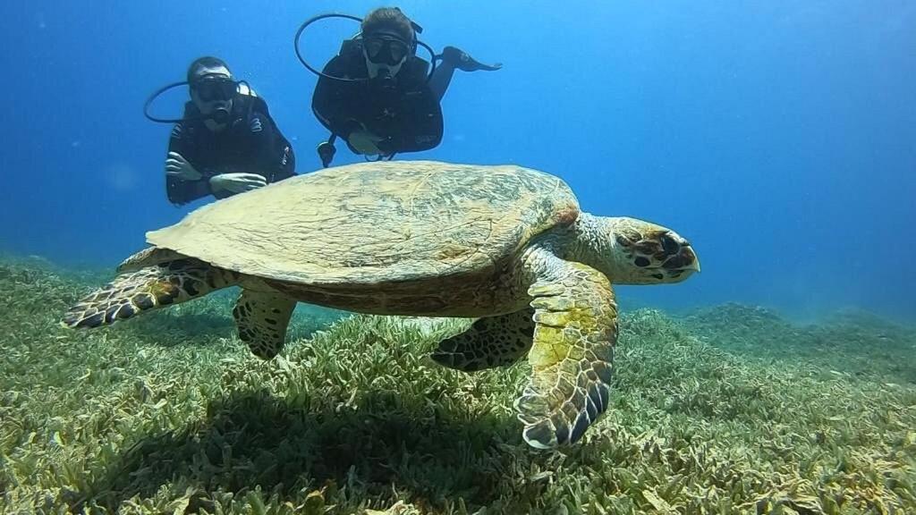 Bait Alaqaba Dive Center & Resort מראה חיצוני תמונה