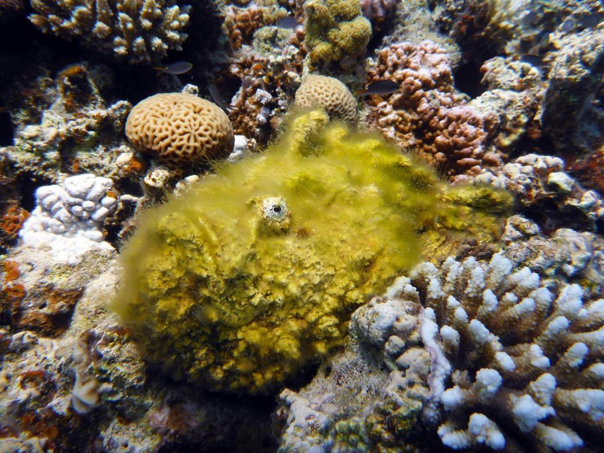 Bait Alaqaba Dive Center & Resort מראה חיצוני תמונה