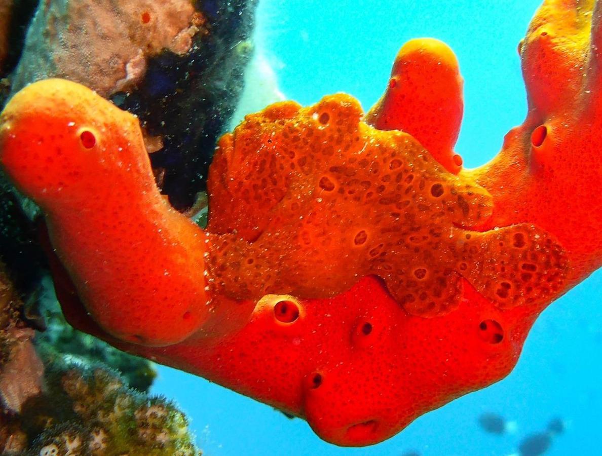 Bait Alaqaba Dive Center & Resort מראה חיצוני תמונה